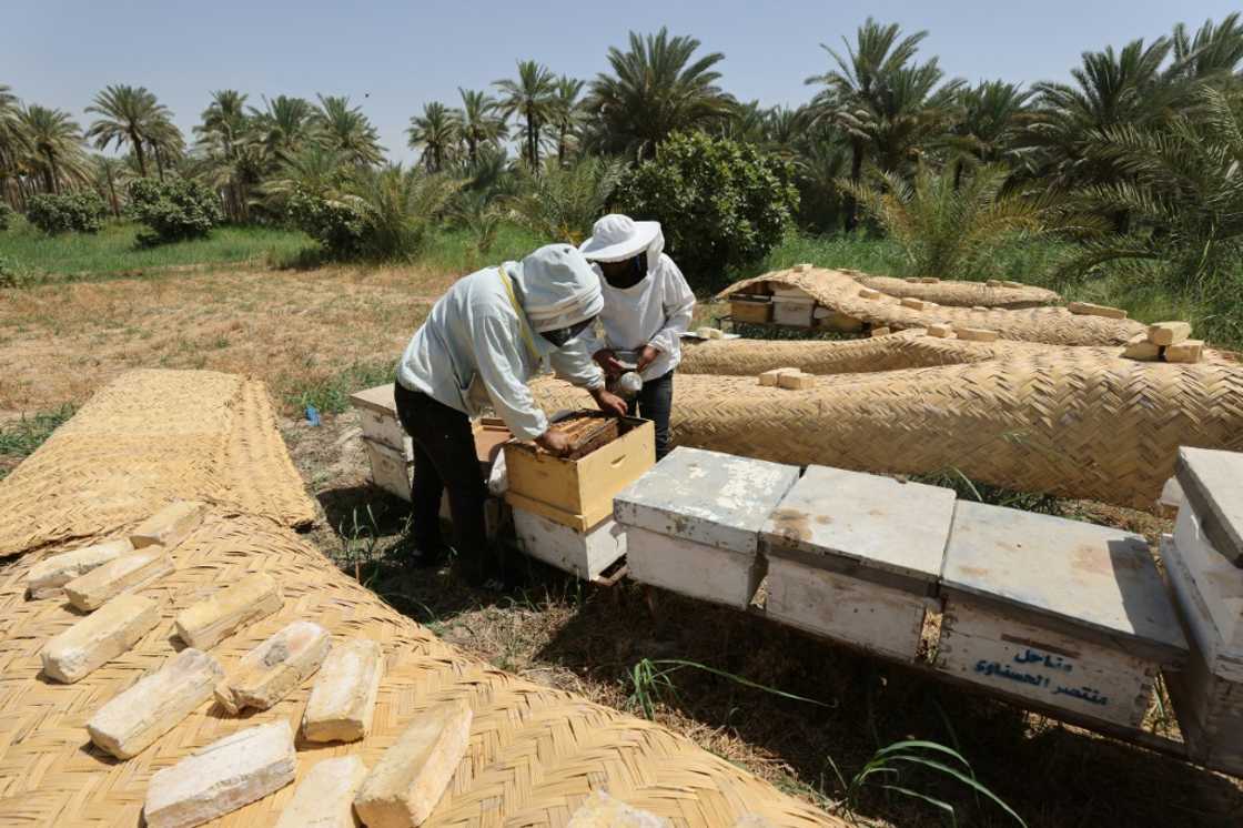 Beekeepers inspect bee hive boxes and the honeycombs inside in the central Iraqi village of Al-Reghila Beekeepers inspect bee hive boxes and the honeycombs inside in the central Iraqi village of Al-Reghila