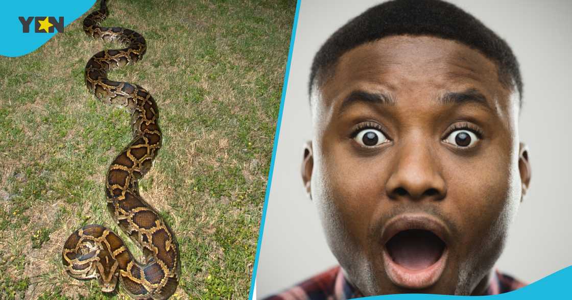 Farmer, 33, Becomes Hero Of His Town After Defeating 18-Foot Python That Attacked His Dog Farmer, 33, Becomes Hero Of His Town After Defeating 18-Foot Python That Attacked His Dog