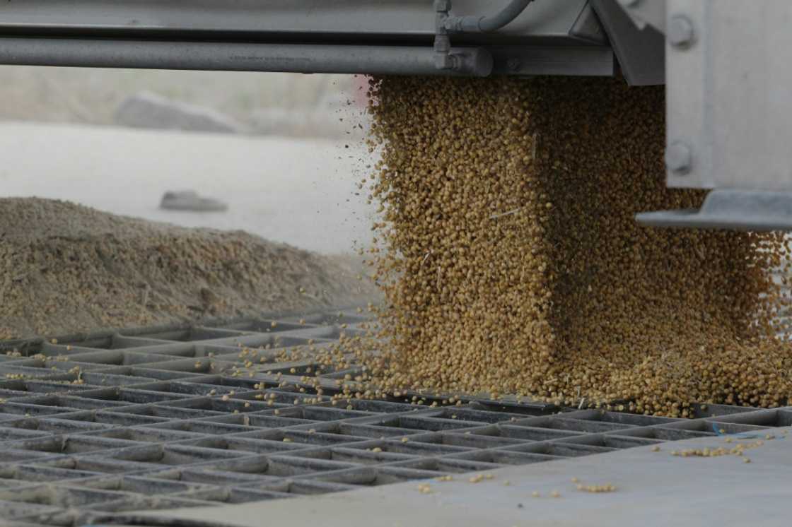 Lots of farmers along the Mississippi are finding themselves with excess farm output as prices plummet -- including soybeans