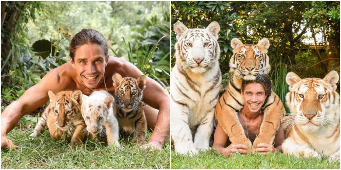 So lovely: Man Stirs Massive Reactions Online after Sharing Before and after Photos of Himself and his Tigers So lovely: Man Stirs Massive Reactions Online after Sharing Before and after Photos of Himself and his Tigers