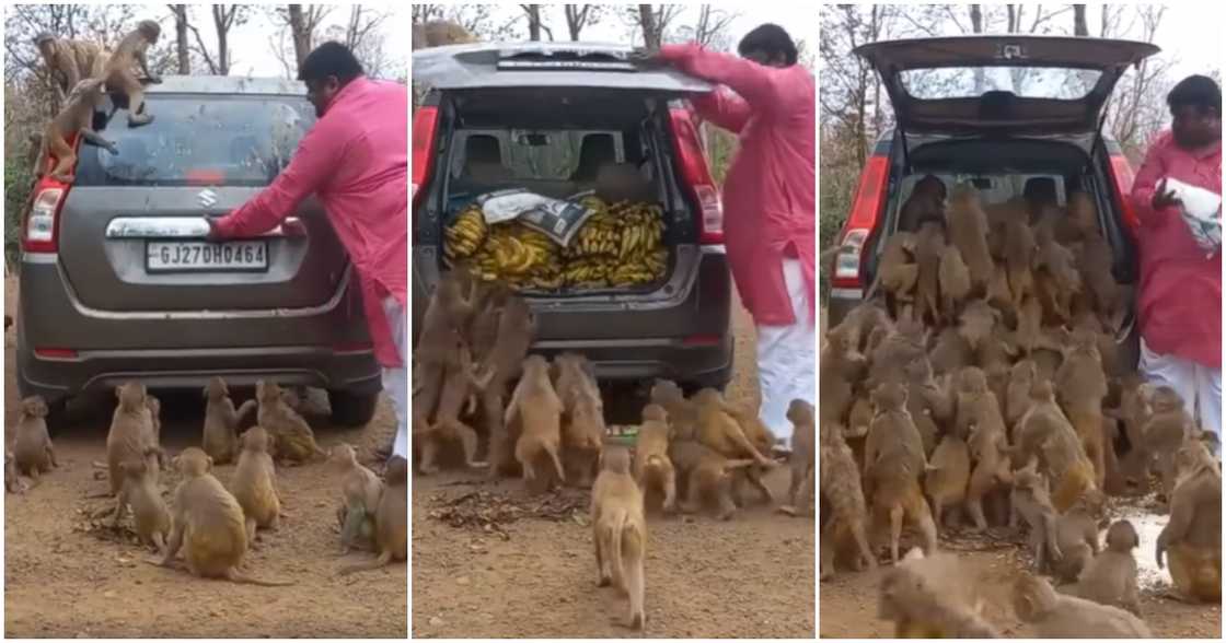 Troop of monkeys Troop of monkeys