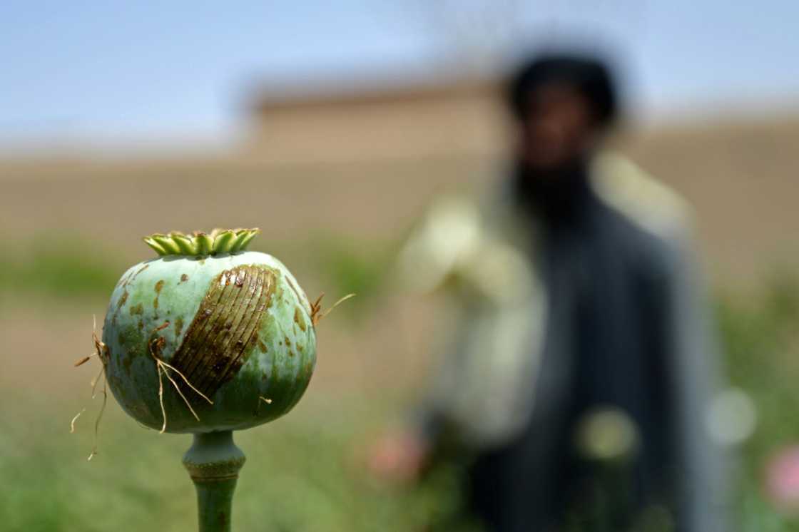 Taliban authorities vowed to end illegal drug production in Afghanistan and banned the cultivation of the poppy plant, from which opium and heroin are extracted Taliban authorities vowed to end illegal drug production in Afghanistan and banned the cultivation of the poppy plant, from which opium and heroin are extracted