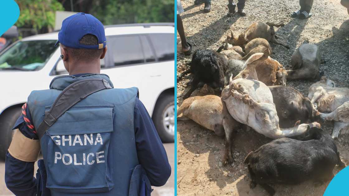Police Bust Goat Snatching Syndicate With 27 Stolen Animals in Central Region