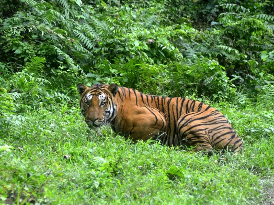 A tiger's stripes are unique, like human fingerprints. An estimated 4,500 of the big cats remain in the wild across Asia A tiger's stripes are unique, like human fingerprints. An estimated 4,500 of the big cats remain in the wild across Asia