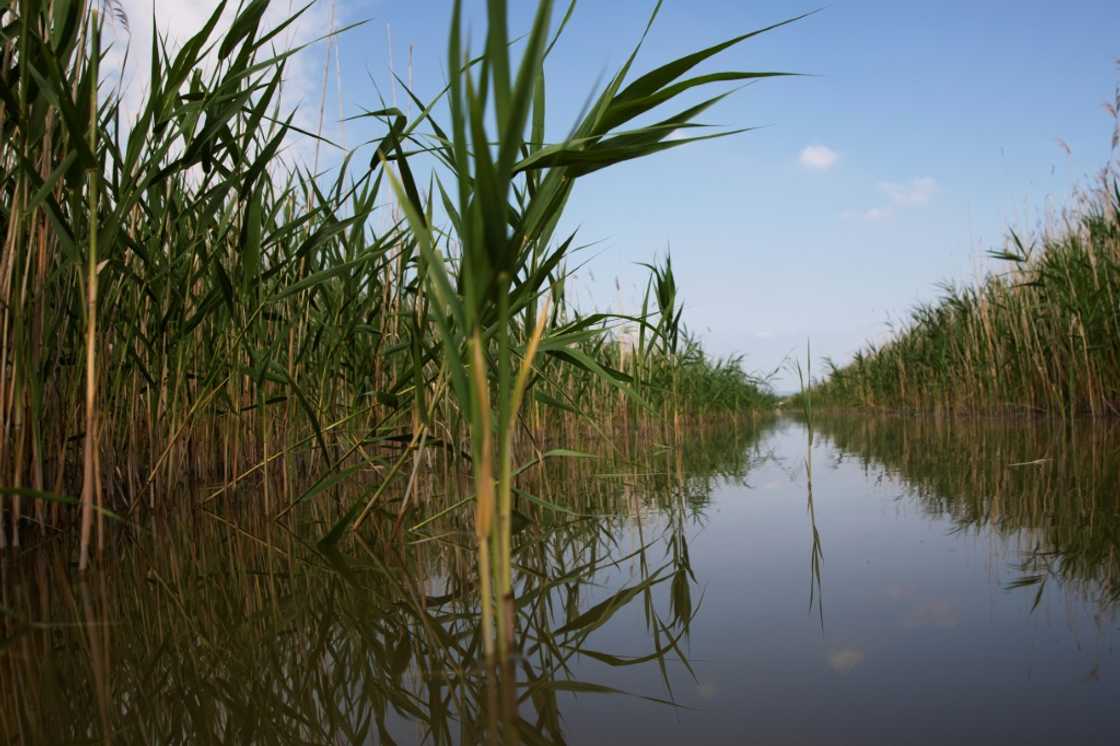 Lake Neusiedl on the Austrian-Hungarian border could soon run completely dry Lake Neusiedl on the Austrian-Hungarian border could soon run completely dry