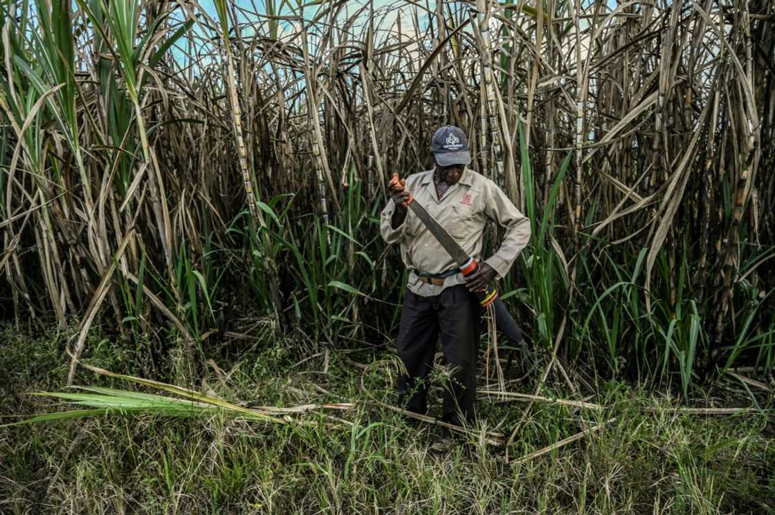 A worker holsters his machete at a sugar cane field near Corinto, department of Cauca, Colombia A worker holsters his machete at a sugar cane field near Corinto, department of Cauca, Colombia