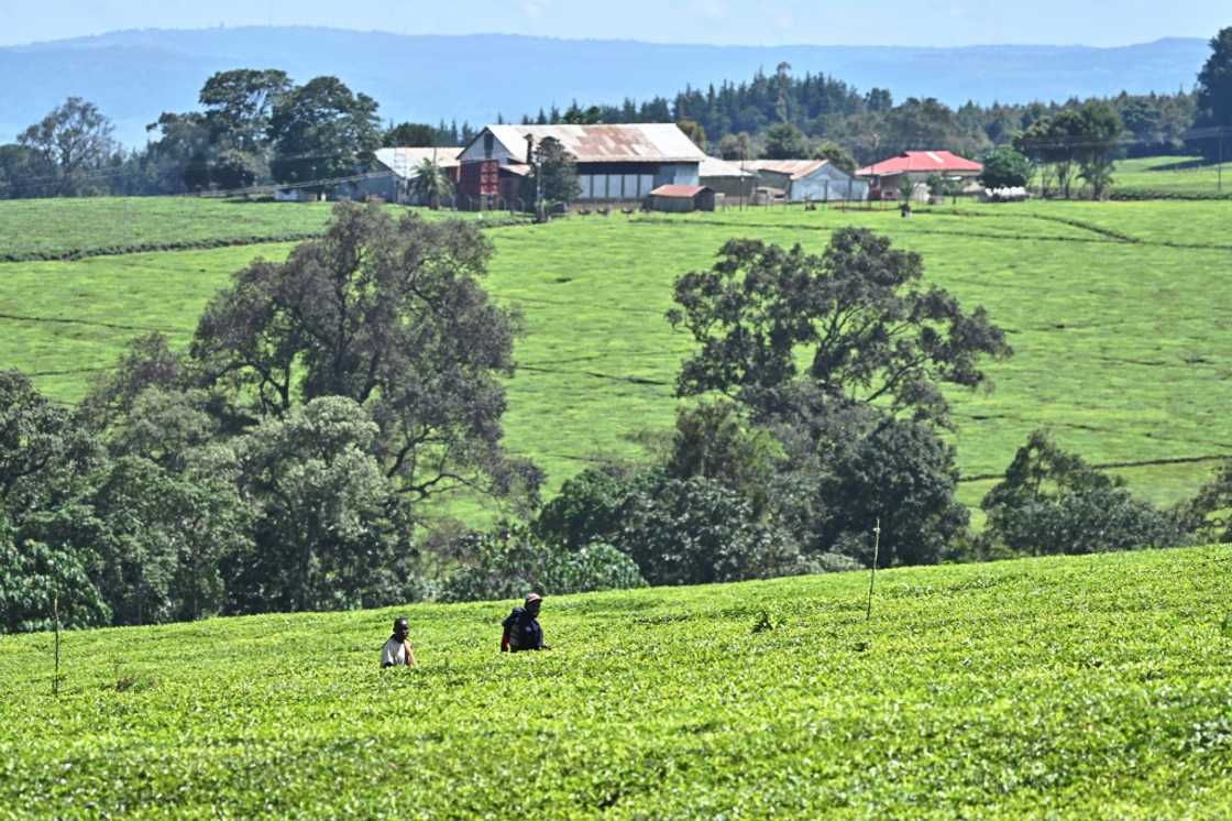 The Kipsigis and Talai were evicted in the early 20th century from their ancestral lands