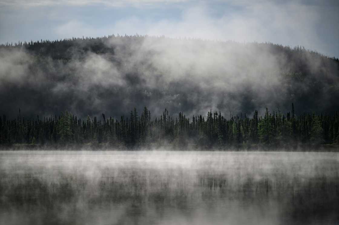 The boreal forest, second only to the Amazon in terms of its vital role in ensuring the planet's future, stretches across Canada, Scandinavia, Russia and Alaska