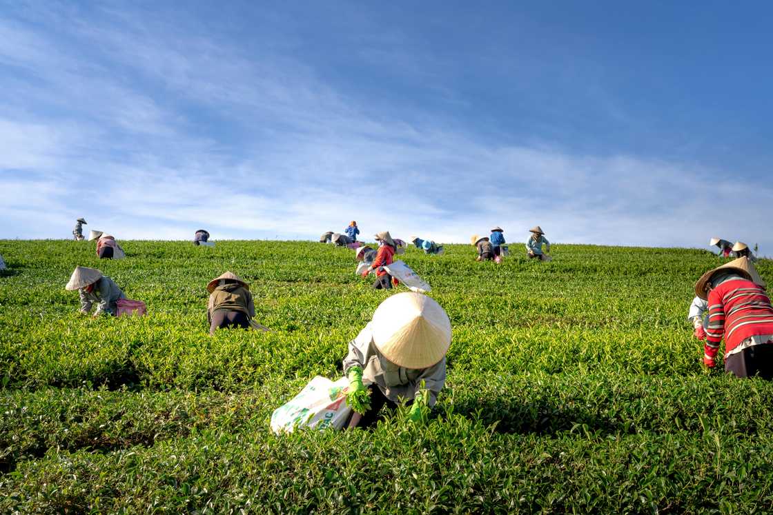 A group of farmers picking tea A group of farmers picking tea