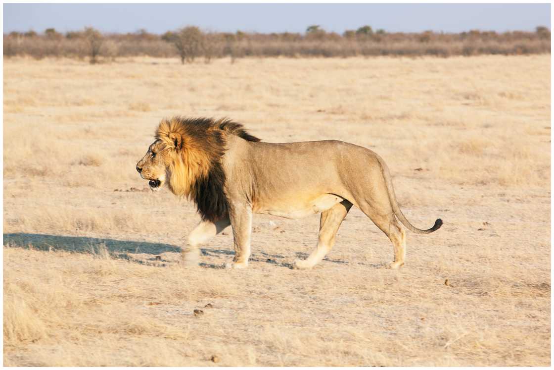 Male African Lion walking in Etosha National Park, Namibia Male African Lion walking in Etosha National Park, Namibia