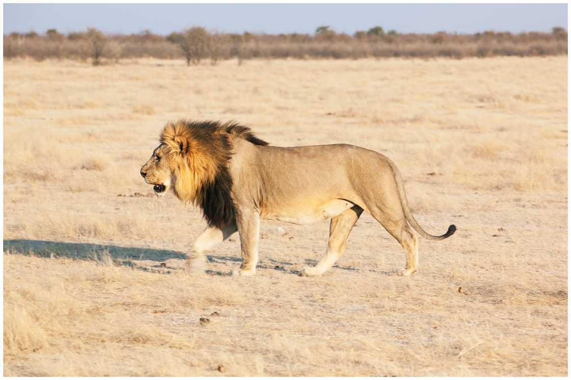 Male African Lion walking in Etosha National Park, Namibia