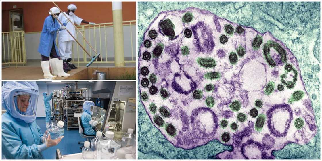 5 real facts about the Marburg virus that is considered to be extremely dangerous 5 real facts about the Marburg virus that is considered to be extremely dangerous