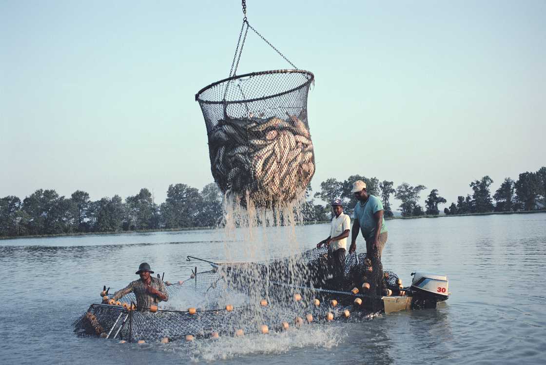 Catfish harvest at fish farm