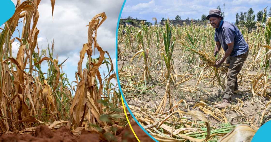 The government has announced that the grain export ban will end in November The government has announced that the grain export ban will end in November