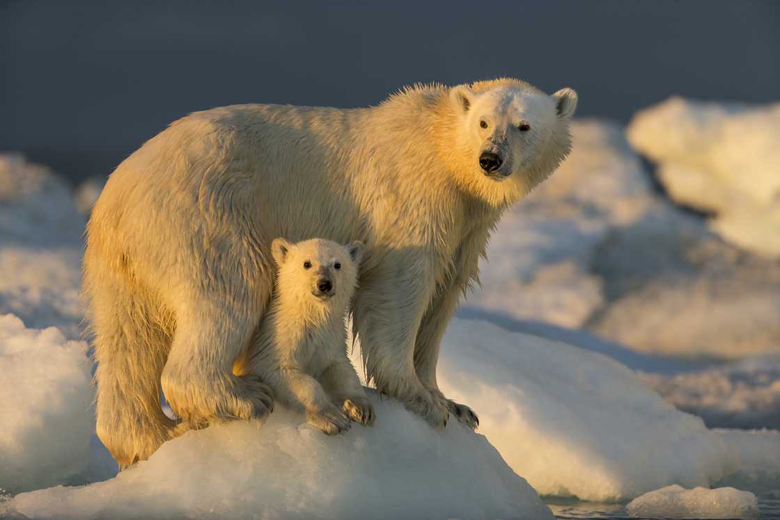 A polar carnivore and a cub astatine Repulse Bay, Nunavut, Canada. A polar carnivore and a cub astatine Repulse Bay, Nunavut, Canada.