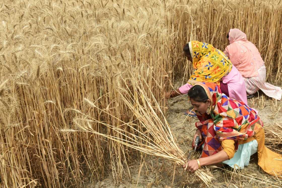Record temperatures earlier this year hit India's wheat production Record temperatures earlier this year hit India's wheat production