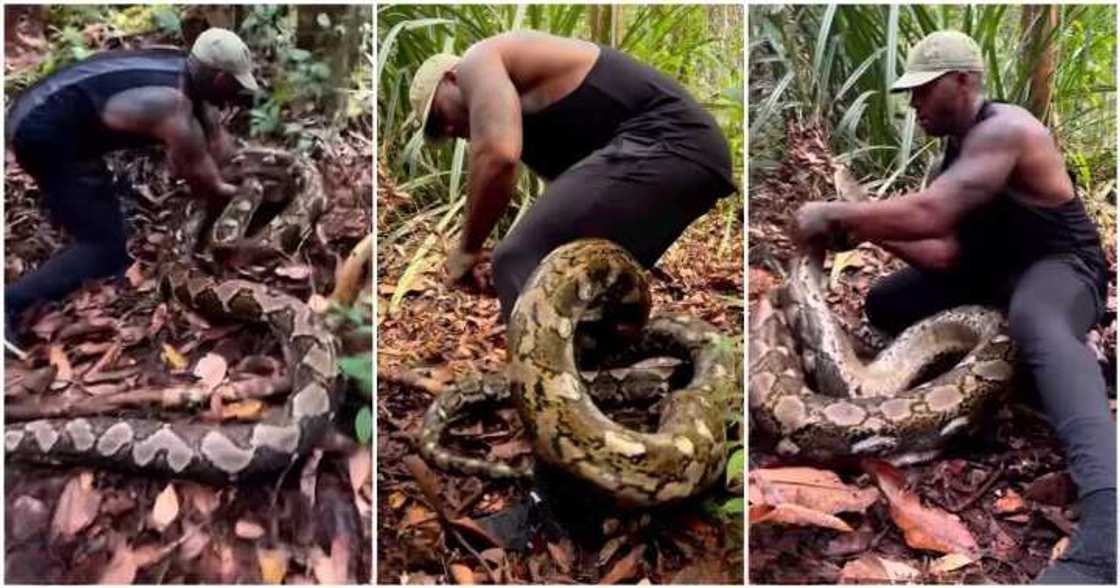 American football player Mike Holston battles snake.