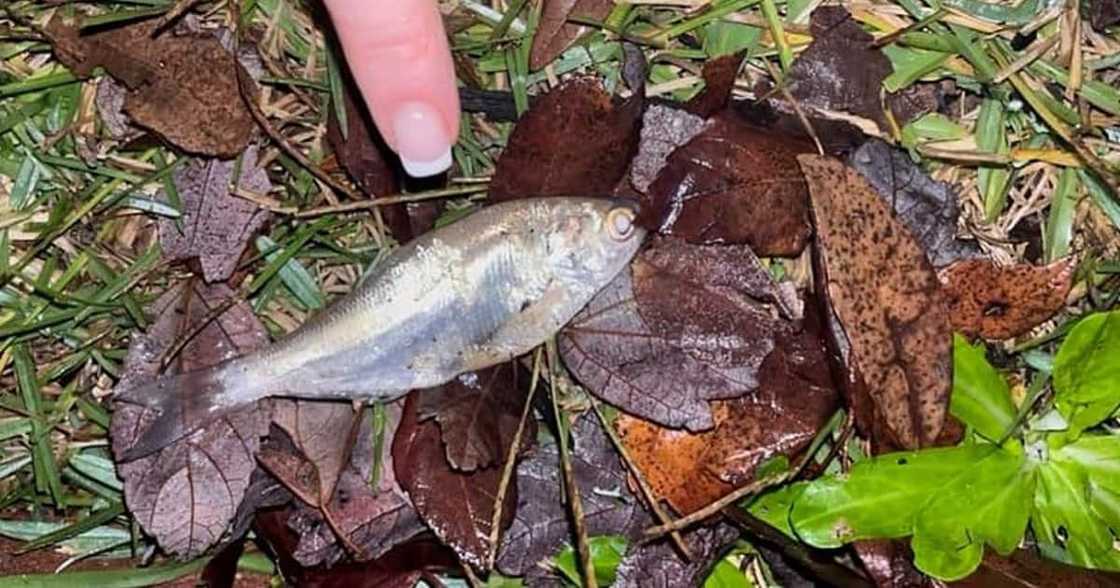 Fish Fall From the Sky in Texas. Fish Fall From the Sky in Texas.