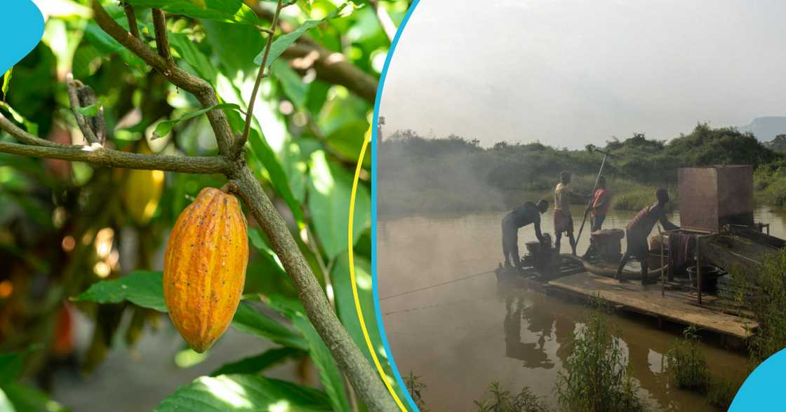 Former EPA Boss Says Ghana's Cocoa Risks Being Banned From International Market Over Illegal Mining