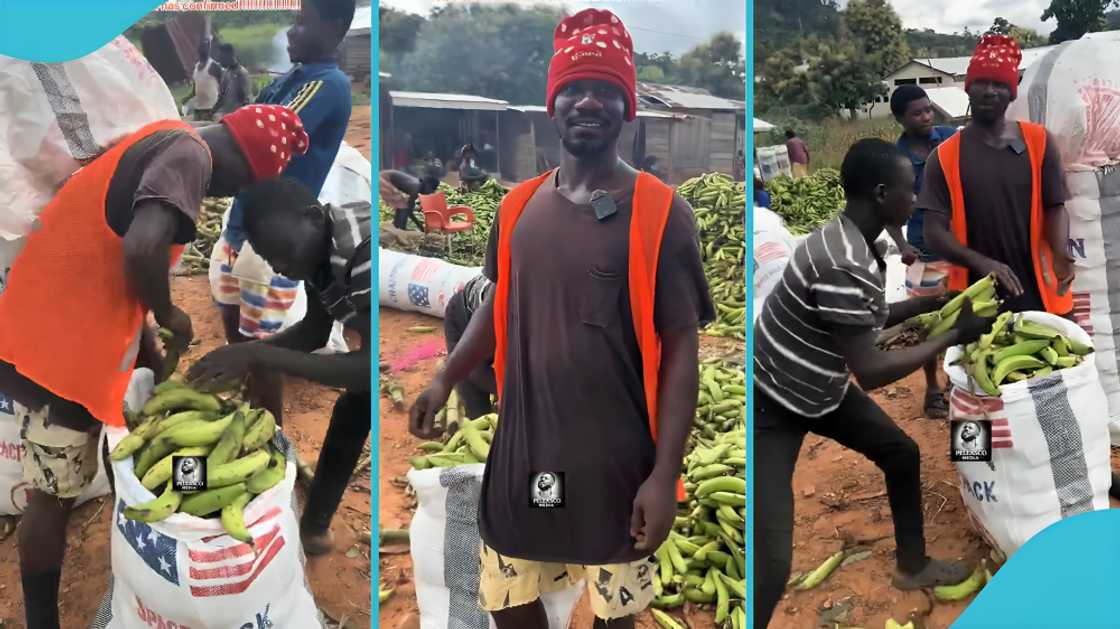 Ghana informal agricultural sector, Agogo Plantain Packers, plantain earnings Ghana, Green Gold, daily income, plantain packing profit