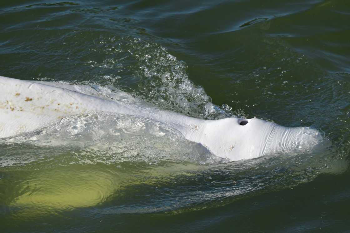 Belugas are a protected species that cannot survive long in fresh water Belugas are a protected species that cannot survive long in fresh water