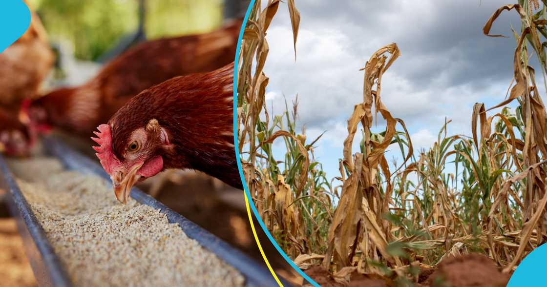 Poultry framers are lamenting the effects of the drought on their business Poultry framers are lamenting the effects of the drought on their business