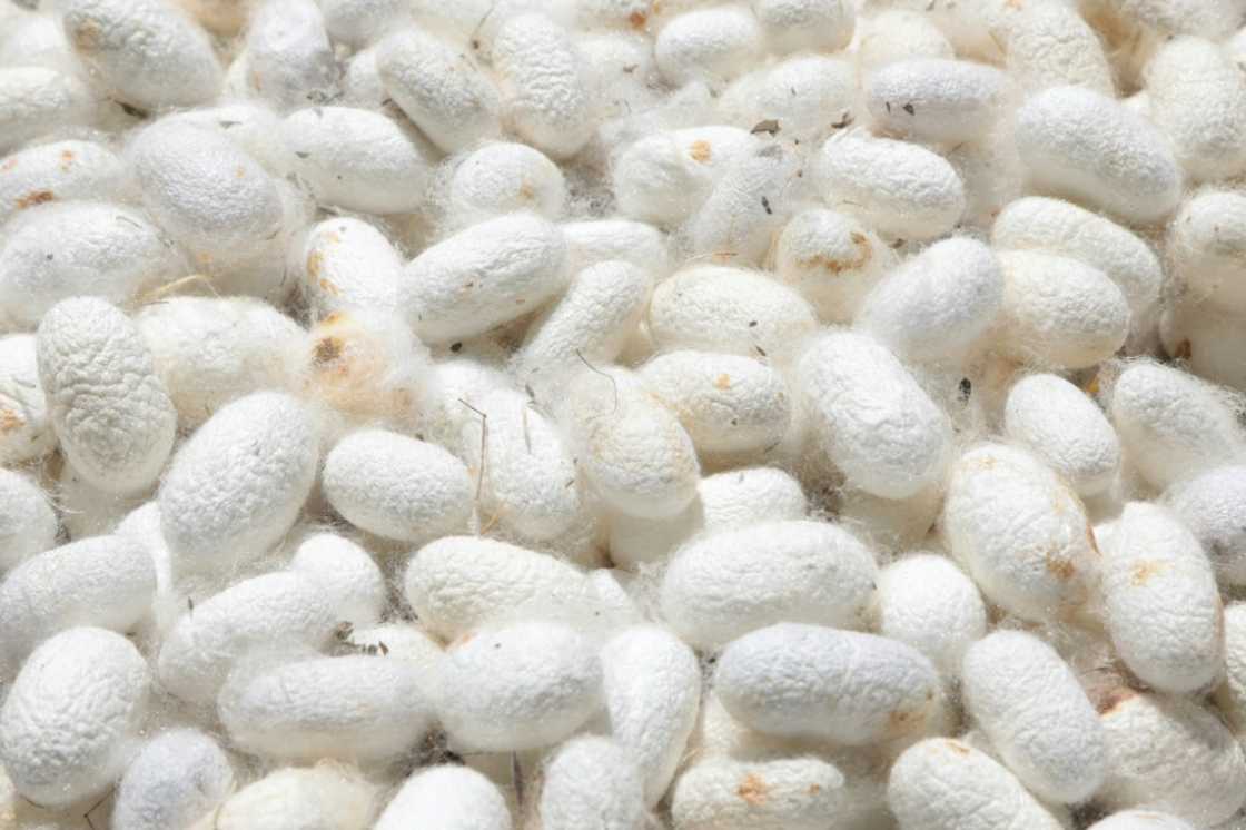 Ancient harvest: Silkworm cocoons Ancient harvest: Silkworm cocoons