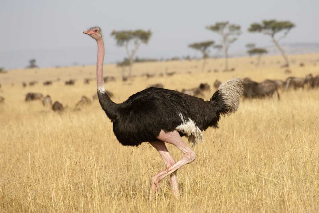 Male Ostrich in Serengeti National Park,Tanzania Male Ostrich in Serengeti National Park,Tanzania