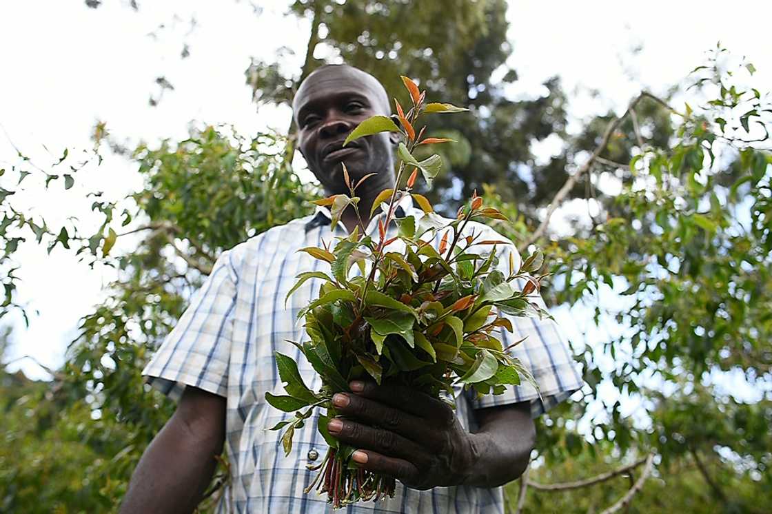 Khat grower David Muchoka is among those desperate to see the resumption of air links to Mogadishu Khat grower David Muchoka is among those desperate to see the resumption of air links to Mogadishu