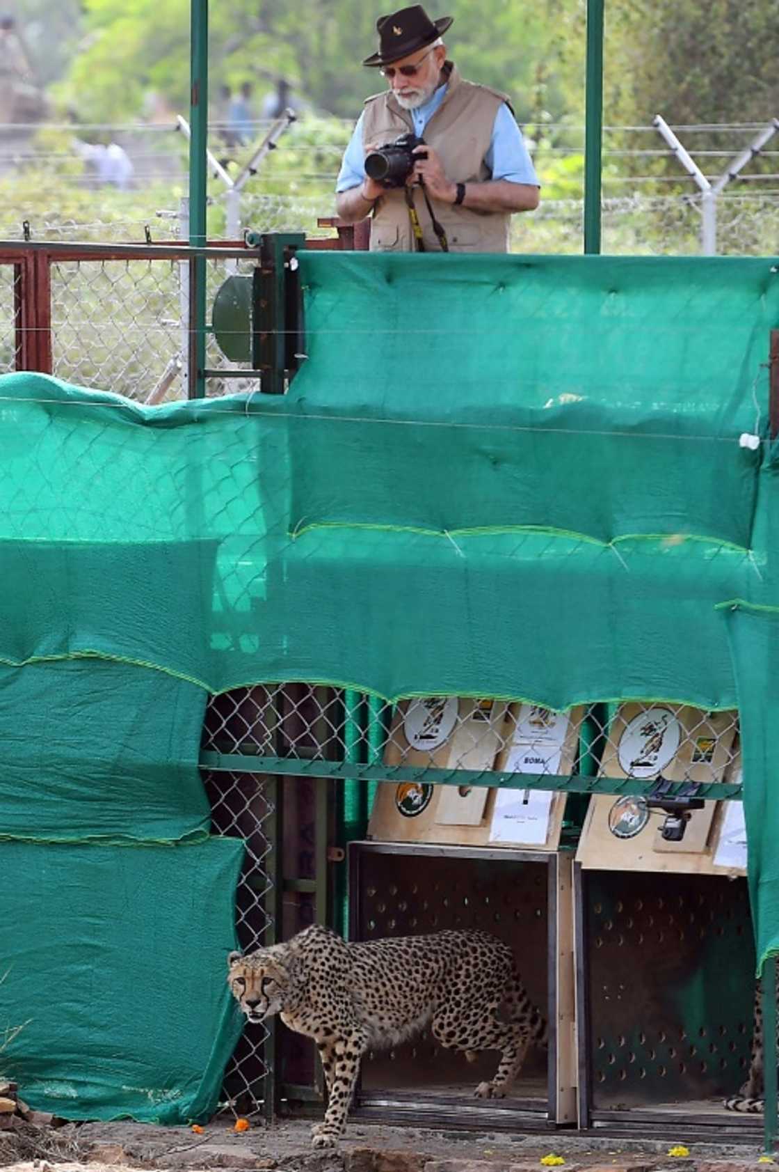 Officials say the project is the world's first intercontinental relocation of cheetahs Officials say the project is the world's first intercontinental relocation of cheetahs