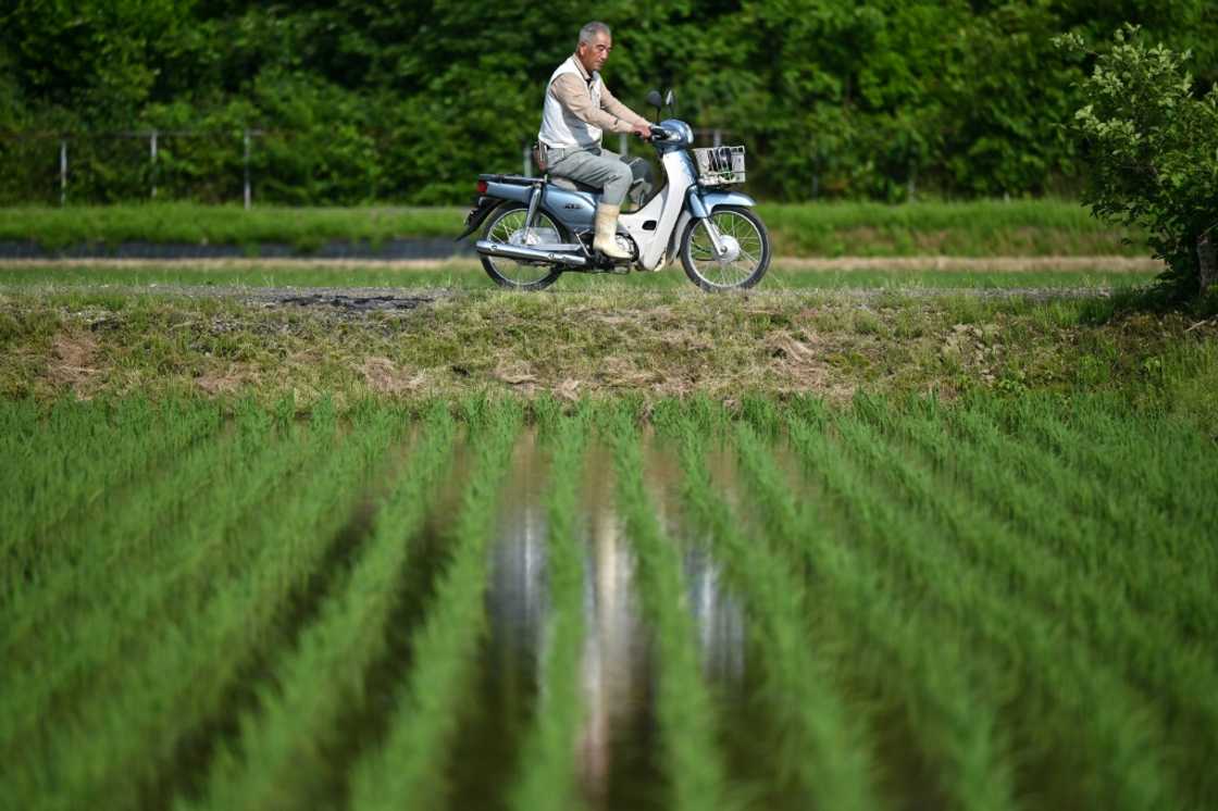 Rice shortages caused by a supply chain snarl-up have fuelled frustration over inflation Rice shortages caused by a supply chain snarl-up have fuelled frustration over inflation