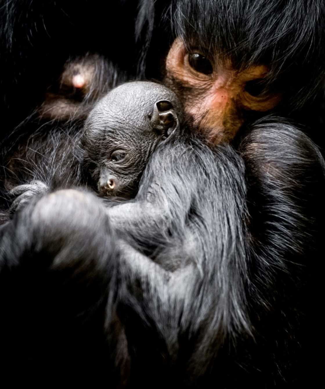 A picture taken on March 16, 2018 shows a newborn black spider monkey at the Artis Zoo in Amsterdam A picture taken on March 16, 2018 shows a newborn black spider monkey at the Artis Zoo in Amsterdam