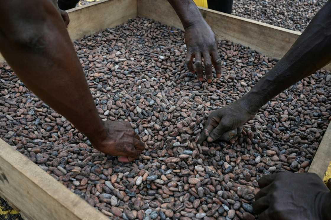 Workers drying and sifting cocoa beans in the Divo Cooperative in Ivory Coast Workers drying and sifting cocoa beans in the Divo Cooperative in Ivory Coast