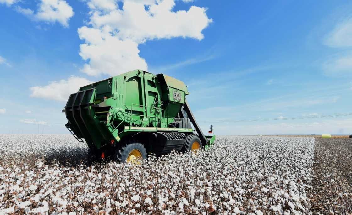 A combine harvests cotton in a field at Pamplona farm in Cristalina, Brazil on July 14, 2022 A combine harvests cotton in a field at Pamplona farm in Cristalina, Brazil on July 14, 2022