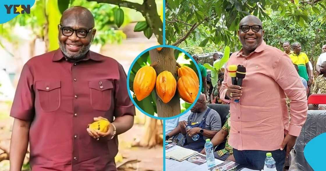 Randy Abbey, Ghana Cocoa Board, COCOBOD, salary cuts, executive management. Randy Abbey, Ghana Cocoa Board, COCOBOD, salary cuts, executive management.