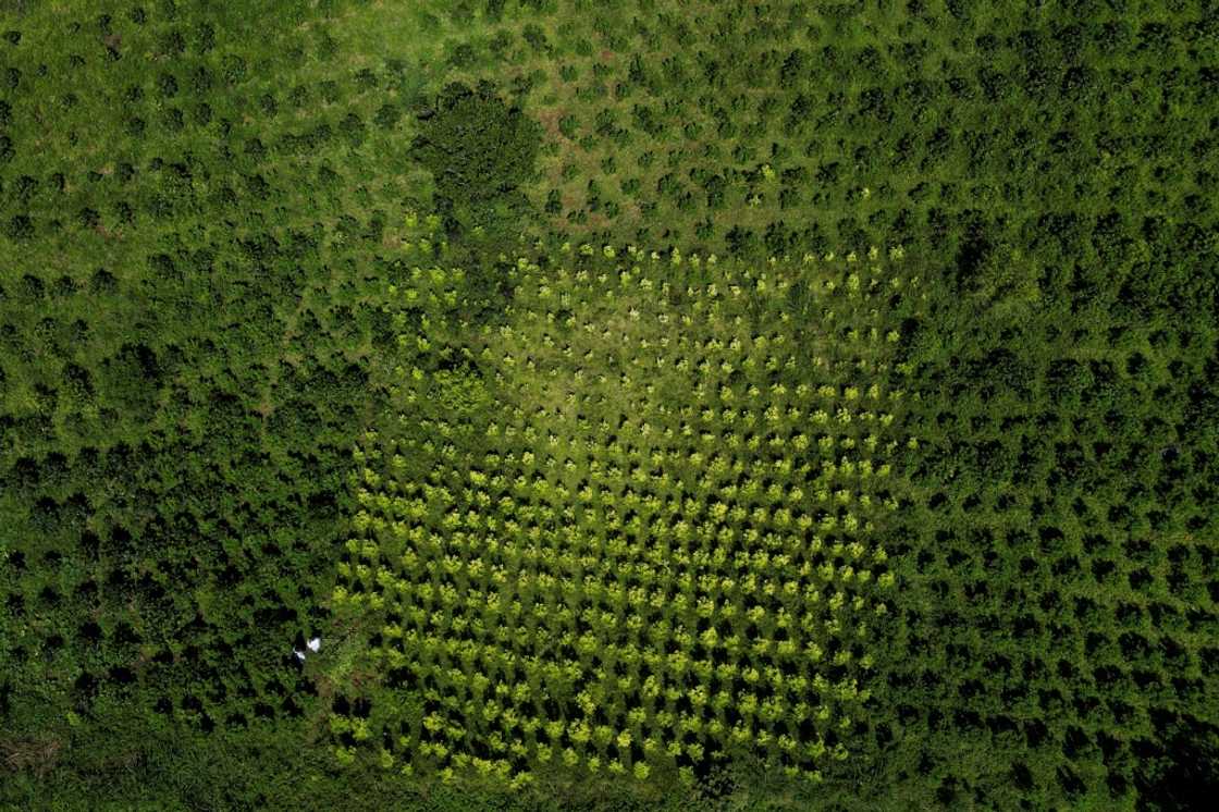 A mixed coffee and coca leaf plantation in Argelia A mixed coffee and coca leaf plantation in Argelia