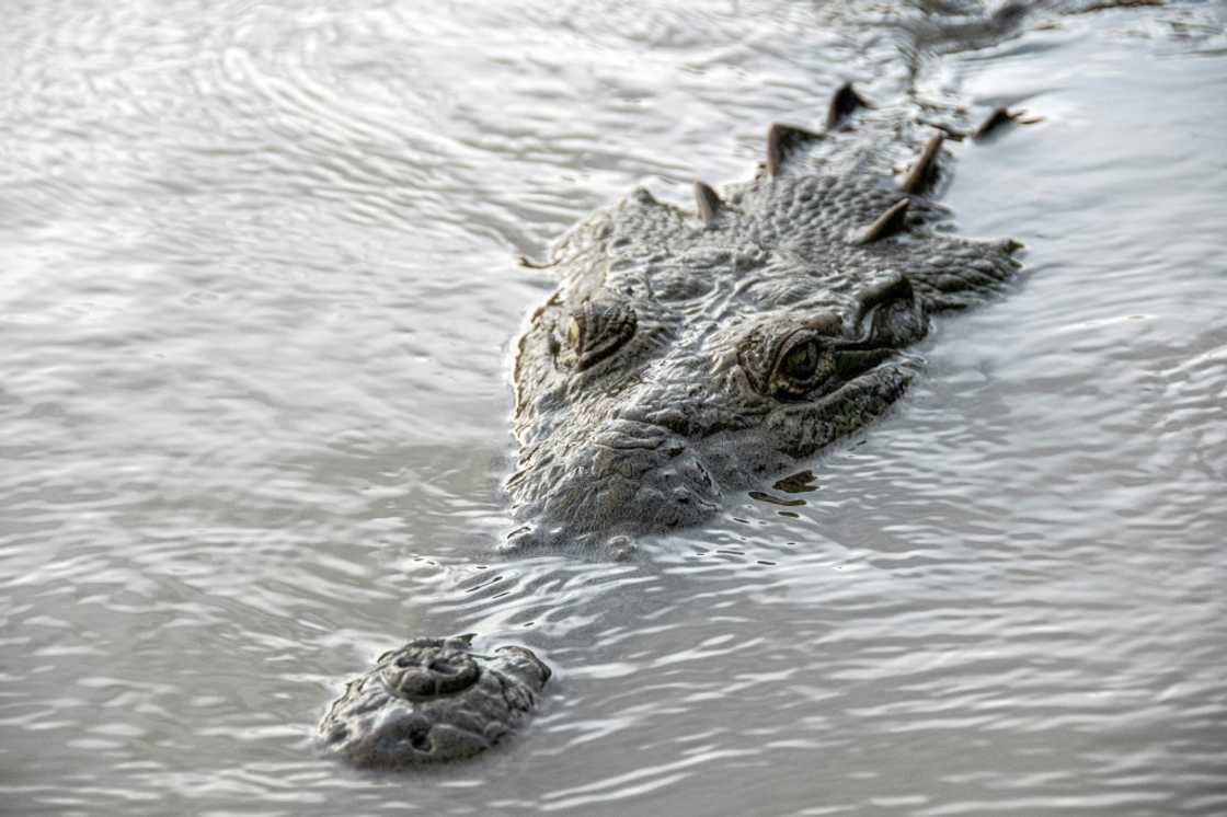 A crocodile lurks in the contaminated Tarcoles River, unphased by the toxic water A crocodile lurks in the contaminated Tarcoles River, unphased by the toxic water