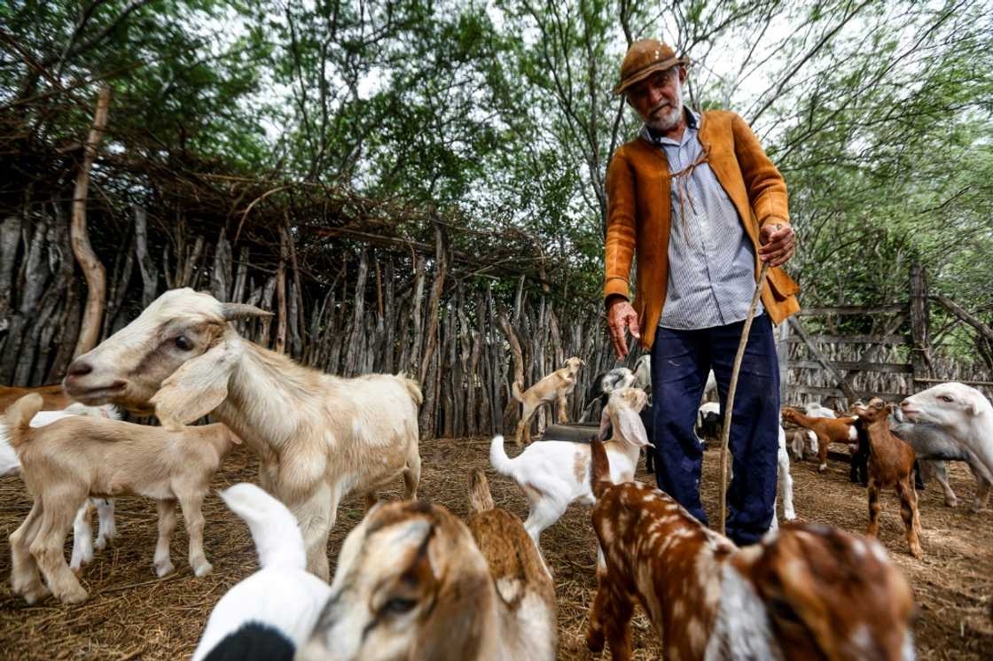Brazilian goat farmer Adelson Matos says the building of a wind farm nearby has drawn vehicle traffic at all hours, and has altered rain and wind patterns with its enormous structures Brazilian goat farmer Adelson Matos says the building of a wind farm nearby has drawn vehicle traffic at all hours, and has altered rain and wind patterns with its enormous structures