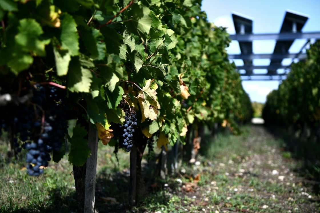 The researchers focused on Bordeaux because its wine region relies exclusively on rainfall for irrigation and because of the long term records of wine scores