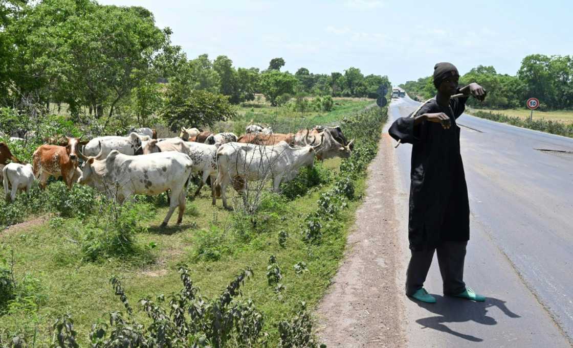 Many Fulani have a background as semi-nomadic herders -- a status that often leads to marginalisation and friction with sedentary farmers Many Fulani have a background as semi-nomadic herders -- a status that often leads to marginalisation and friction with sedentary farmers