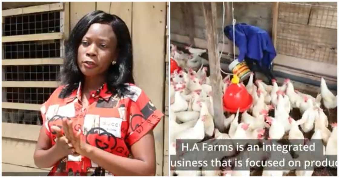 Photo of Hannah Aidoo and her poultry farm Photo of Hannah Aidoo and her poultry farm
