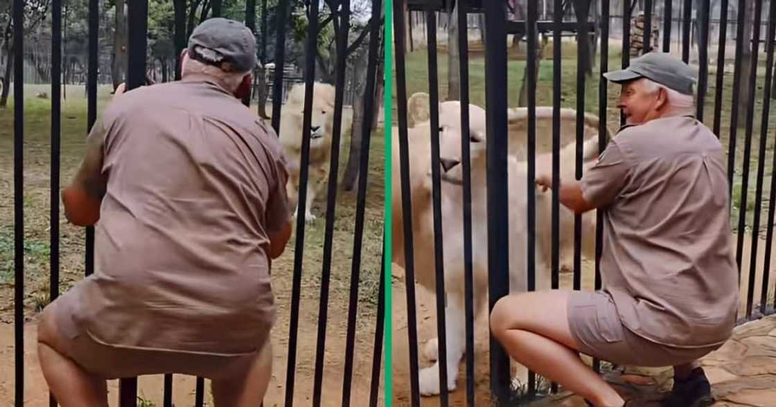 A TikTok video showcasing a special bond between a man and a lion. A TikTok video showcasing a special bond between a man and a lion.