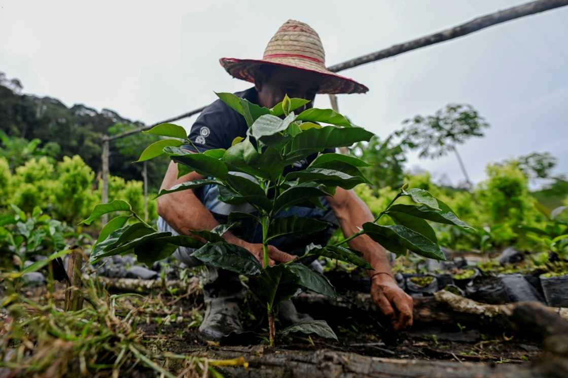 Many rural Colombians grow coca under duress Many rural Colombians grow coca under duress