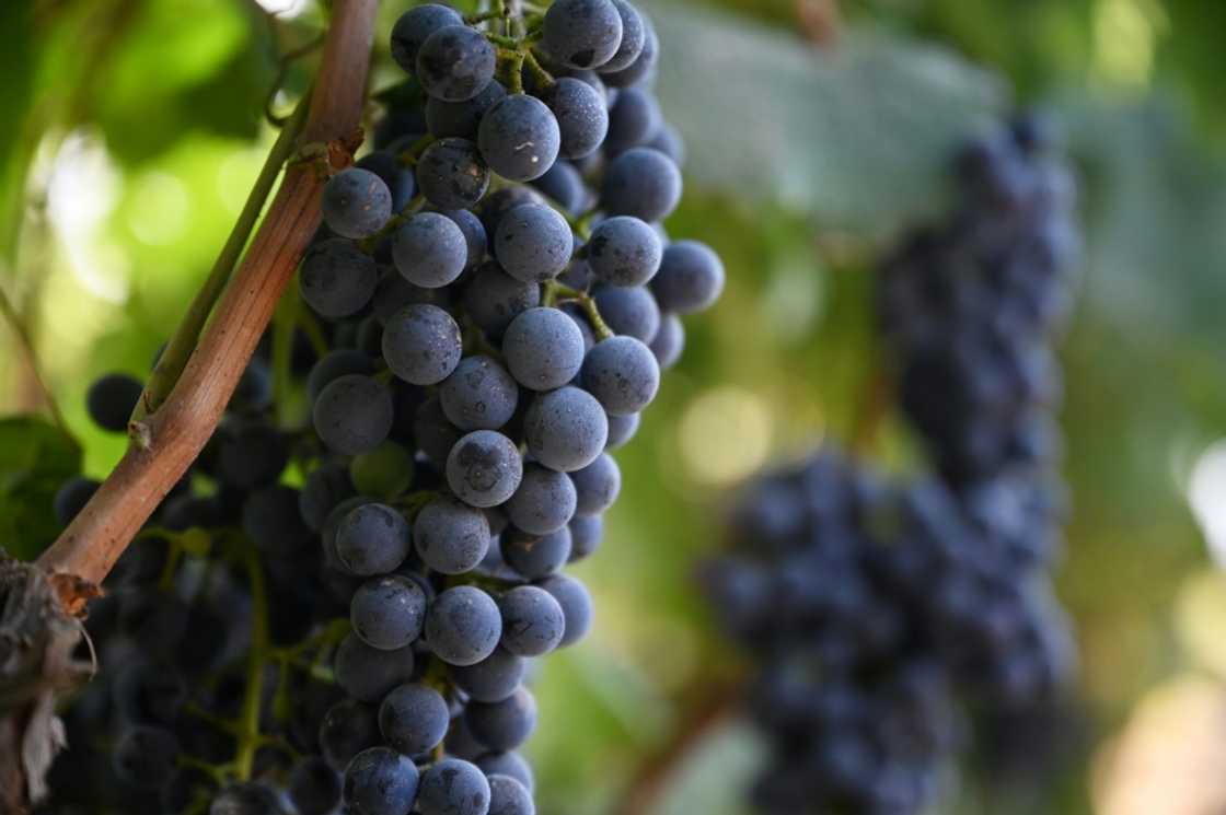 Chinese winemakers are turning to hybrid grapes in the hopes of making the sector more climate resilient Chinese winemakers are turning to hybrid grapes in the hopes of making the sector more climate resilient