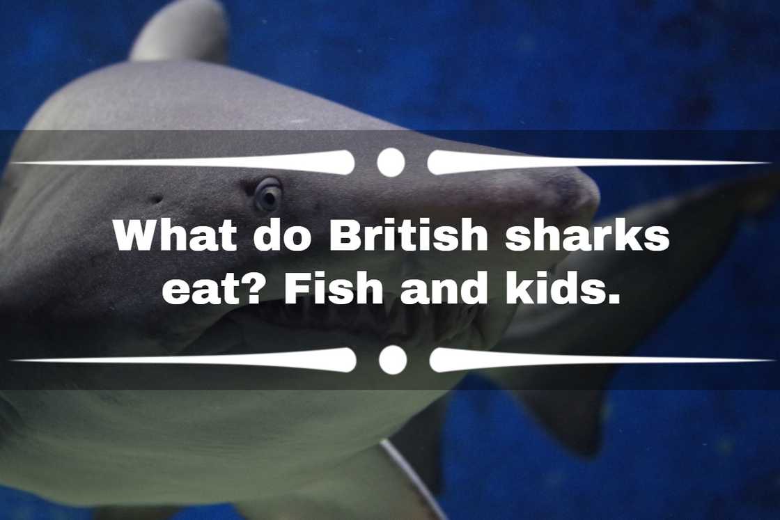 shark jokes