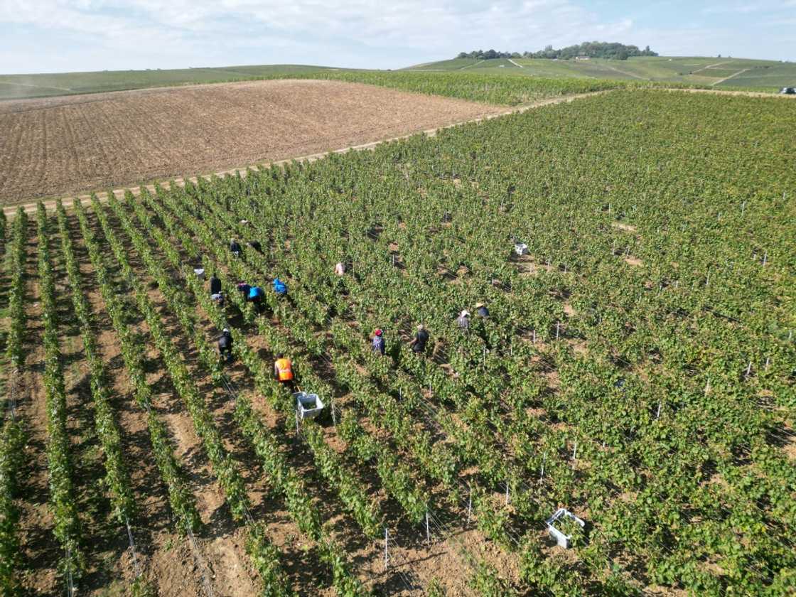 Twenty-two labor inspectors and 84 gendarmes have been deployed to oversee this year's harvest on a daily basis, according to the Marne prefecture