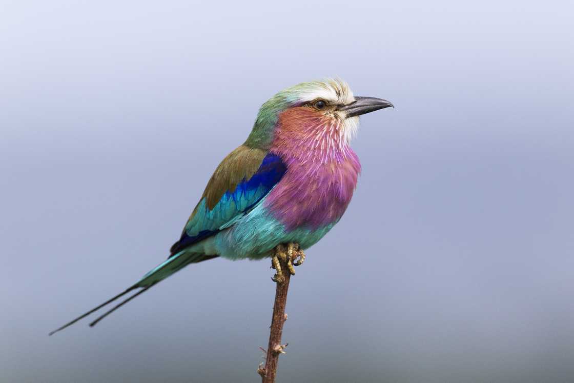 Lilac-breasted roller perched on a small branch in the evening in Masai Mara, Kenya Lilac-breasted roller perched on a small branch in the evening in Masai Mara, Kenya