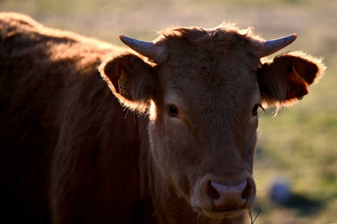 Beijing has since 2000 imposed a ban on the European Union from exporting beef products
