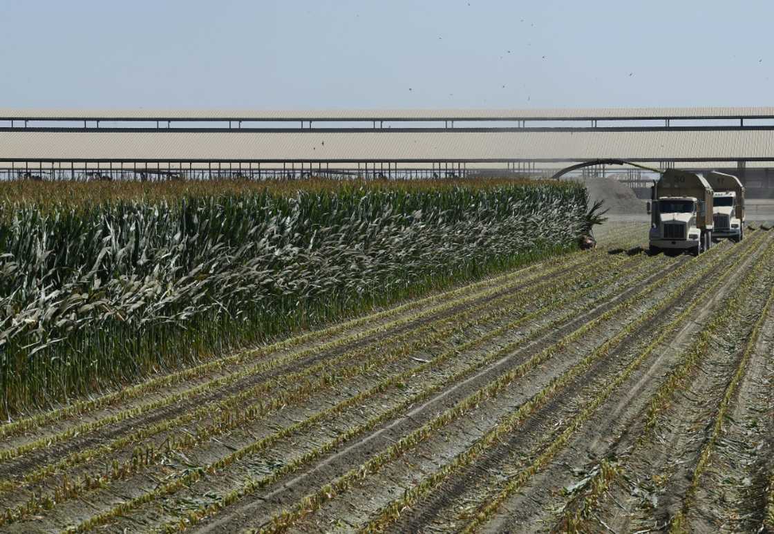 US farmers are anxious to see how planned tariffs and retaliation will be resolved US farmers are anxious to see how planned tariffs and retaliation will be resolved