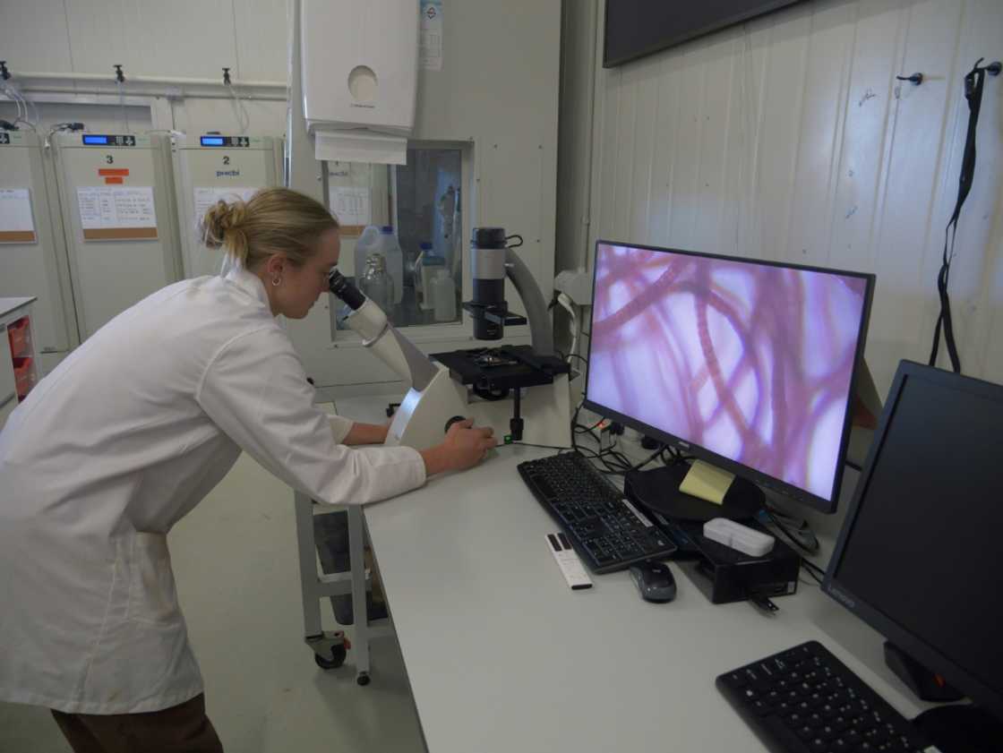 A Sea Forest employee observing an algae sample at the company's headquarters in Triabunna, Tasmania A Sea Forest employee observing an algae sample at the company's headquarters in Triabunna, Tasmania